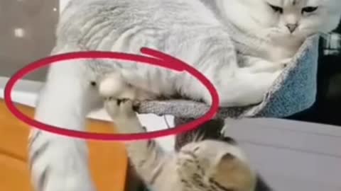 So funny cat🐱🐱🐱