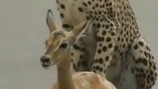 What a helpless leopard it is
