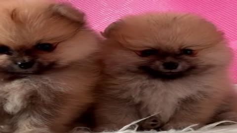Relaxing Stress Relief with Baby Animals to Watch. Delta and Theta Waves 1 Minute Session