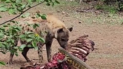 Lizard slaps hyena 🦎😂