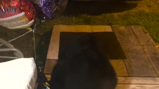 Bear Plays with Birthday Balloons