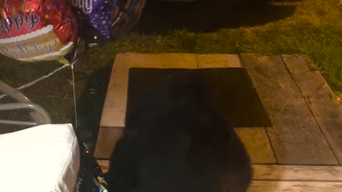 Bear Plays with Birthday Balloons
