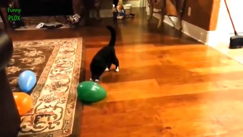 Funny Cats