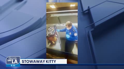 TSA finds stowaway cat in a bag