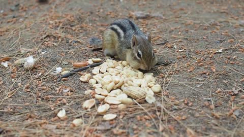 Wildlife Chipmunk Nature Rodent Animal Furry Cute