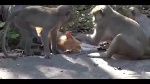 Monkey And Cat Friendship.