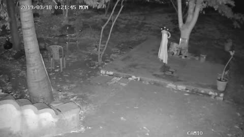 Leopard Attacks Dogs in India