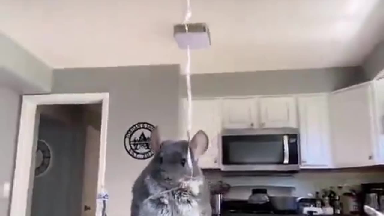 Chinchilla With A Balloon