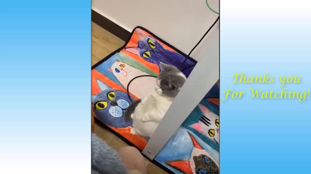 Cute cats and dogs give us relief
