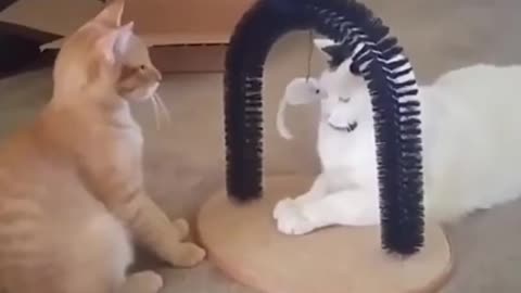 Funny and Cute Animal Clips (2021)