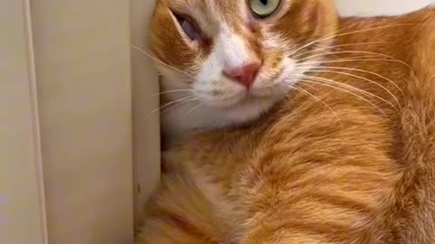 Comedy cats video