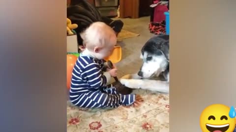 Very smart dogs and funny babies (funny momments