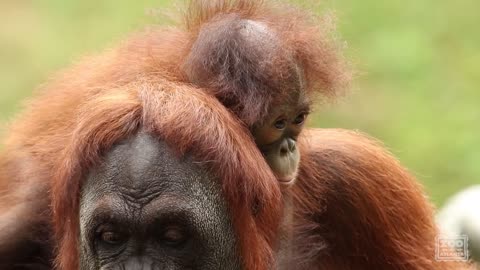 Introducing Orangutan Keju
