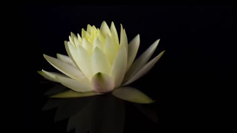 BLOOMING LOTUS