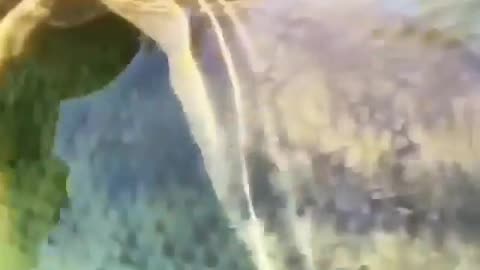 This is a beautiful and charming water-dwelling species