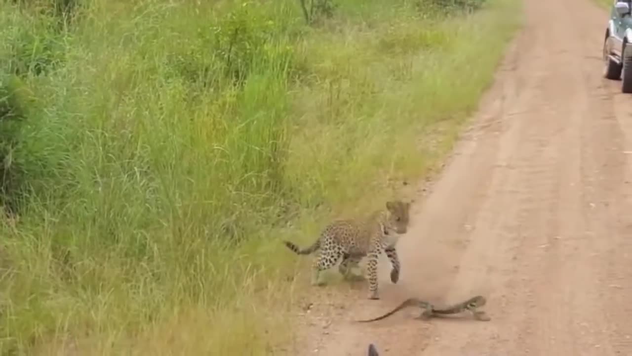 Hungry leopard hunts monitor lizard