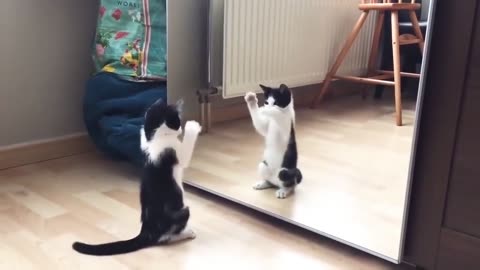 Cute cat and mirror funny clip