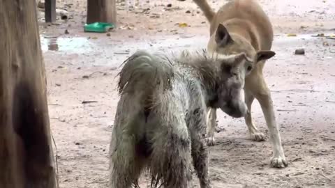 Brutal Dog Fight