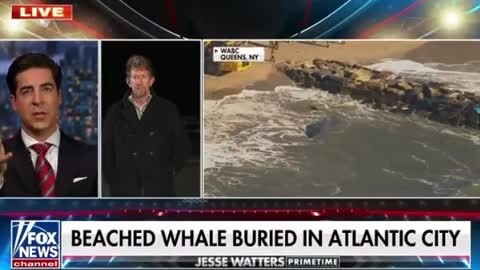 The eagles now the whales!