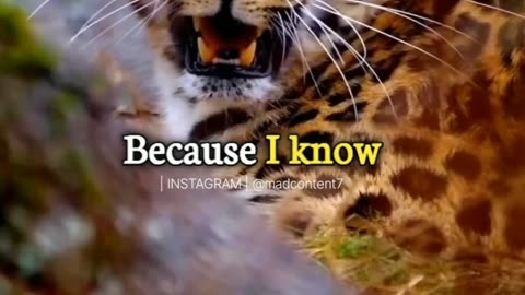 Wildlife