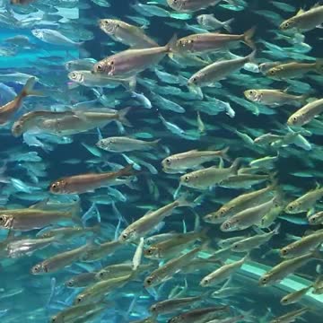 Alewives Fish Ripleys Aquarium Canada
