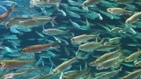 Alewives Fish Ripleys Aquarium Canada