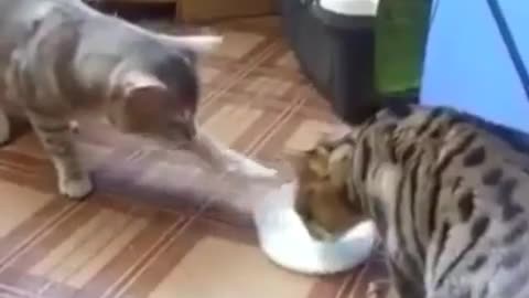 cat