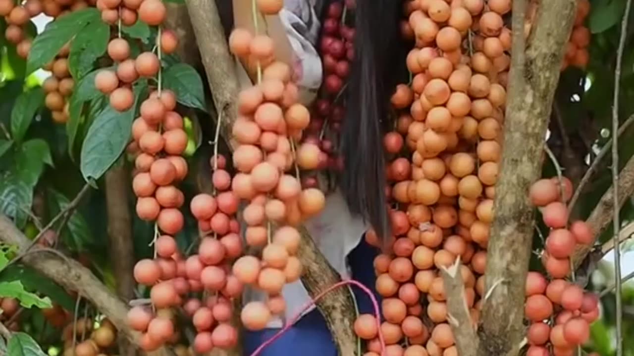 How the Chinese beautiful girl | came from the mountain | and left the fruit | girl works so