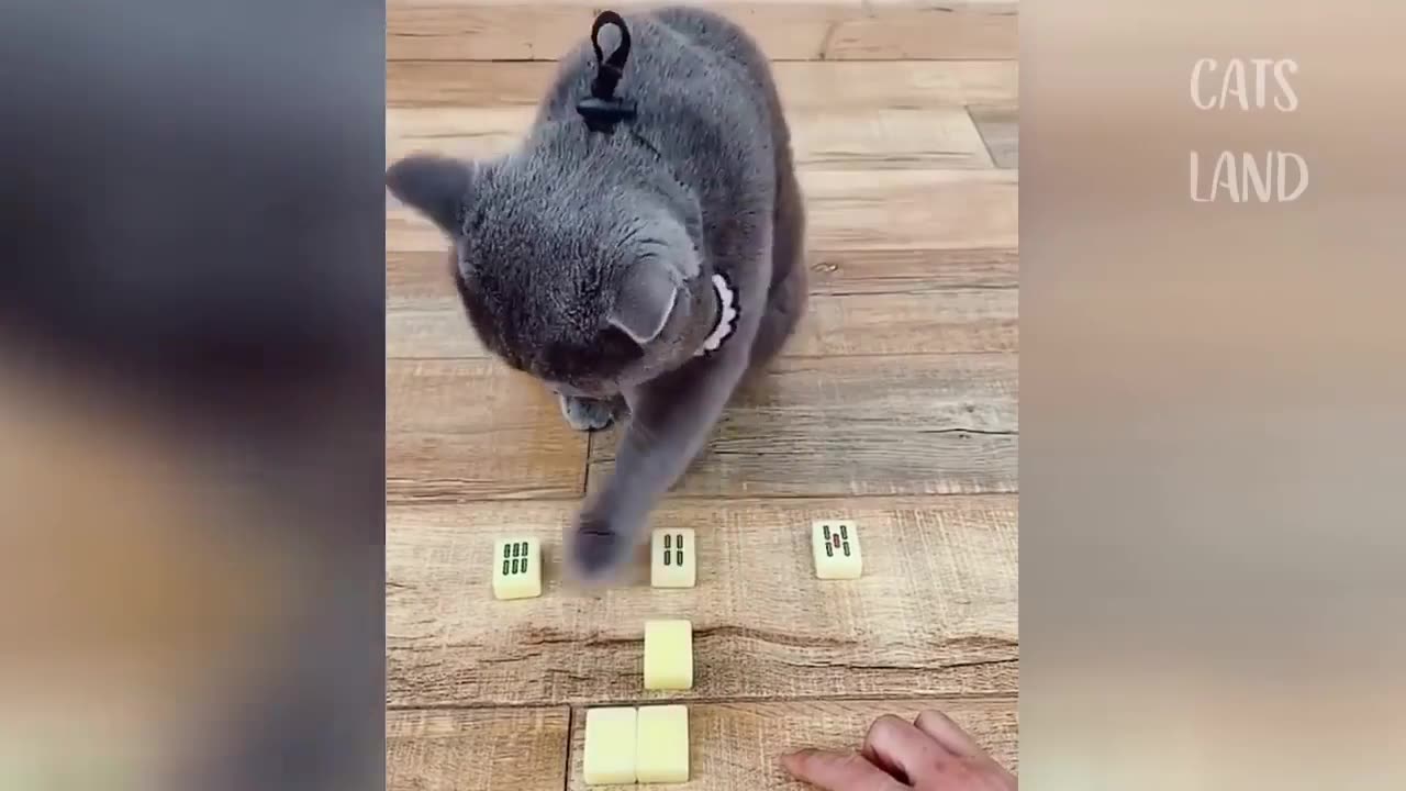 Cute Cats playing 🐈