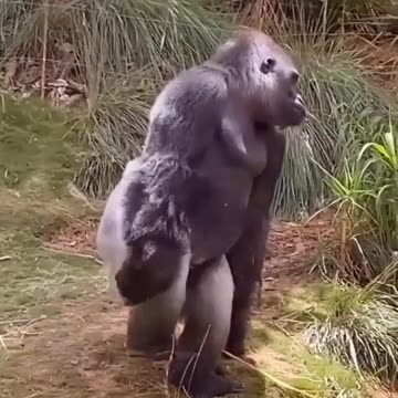 The monkey 🐒 😱😱😱 yoga woo 😝😝😝😝😝😝😝😝😝😝😝