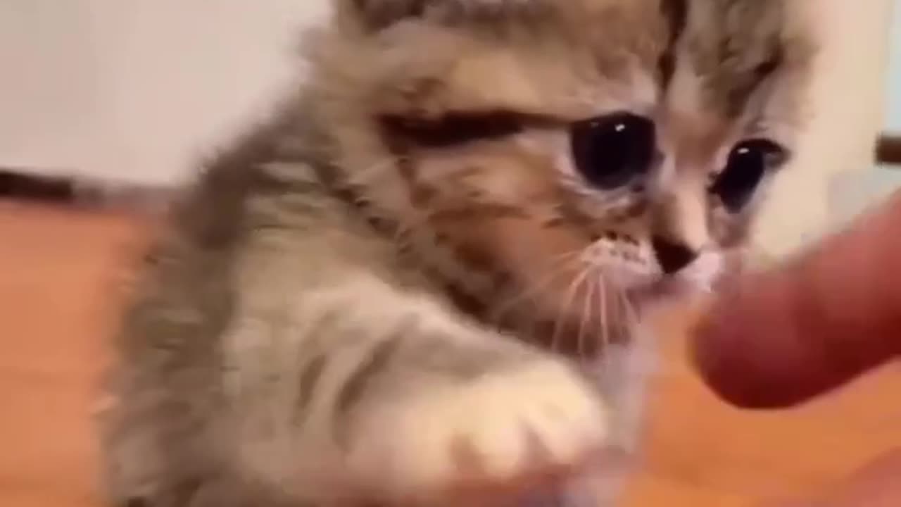 #cat