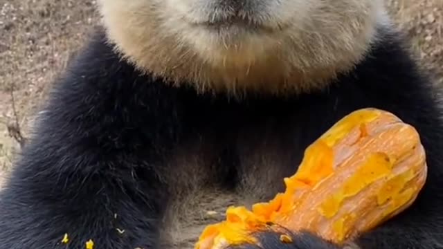 Panda eating delicious pumpkin....AWWW