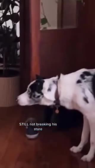 Can animals see things we can't?