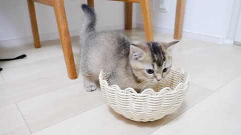 A cute kitten running around and playing with great excitement