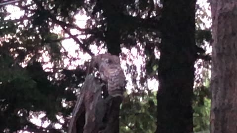 Barred owl being harassed by a black squirrel