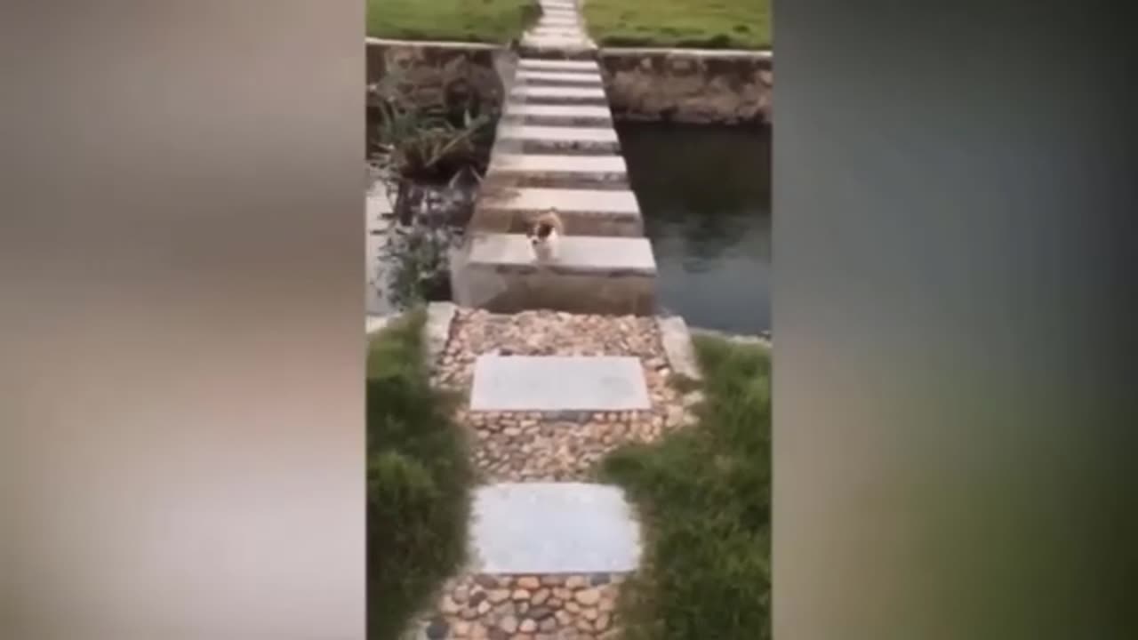 Funny Animal Videos 2023 🥰 - Funniest Dogs and Cats Videos