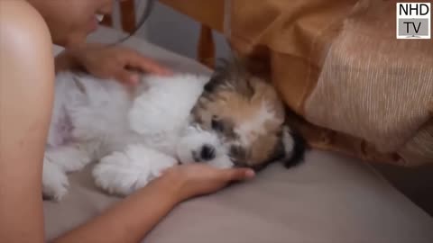 cute dogs video