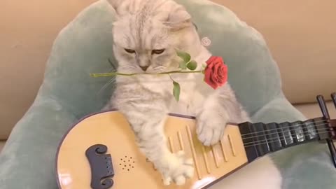 My cat is a good guitarist