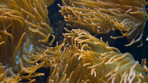 Yellow coral, an accurate picture from the bottom of the ocean