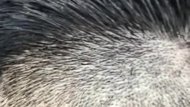 Mesi Hair Cut