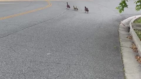 Geese on patrol