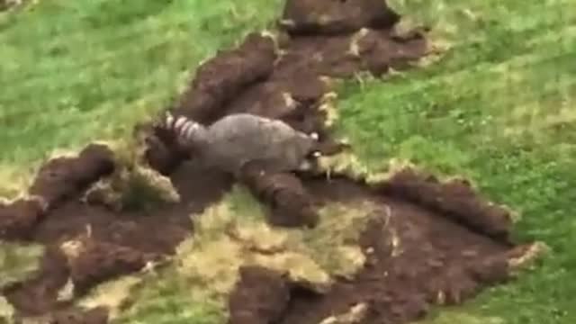 Destructive Raccoon Uproots Layer of Grass From Ground While Looking for Grubs