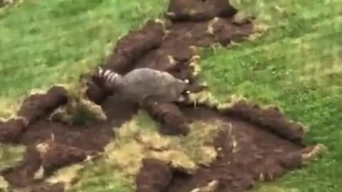 Destructive Raccoon Uproots Layer of Grass From Ground While Looking for Grubs