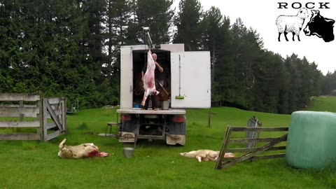 Sheep homekill (Real time)