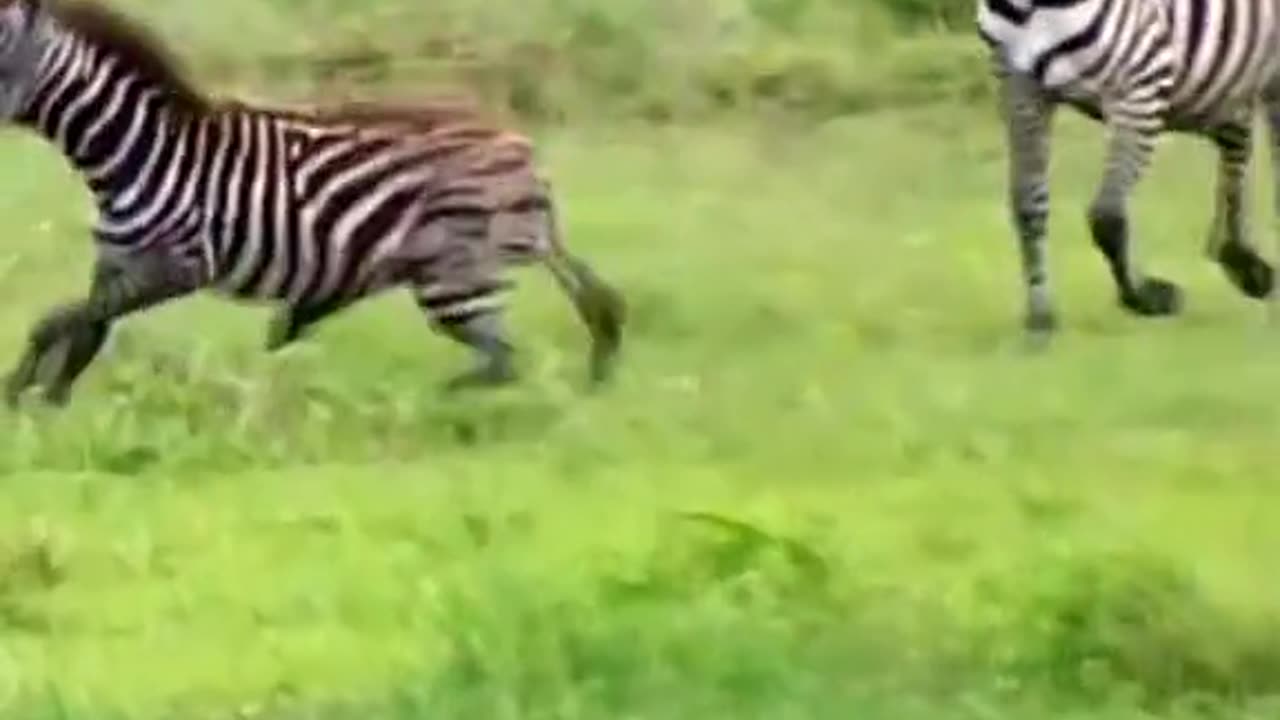 Mother zebra vs lion