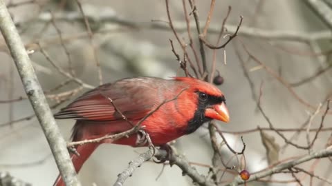 Cardinals