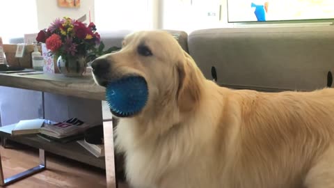 Squeaky Ball