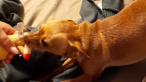 Dog Chihuahua