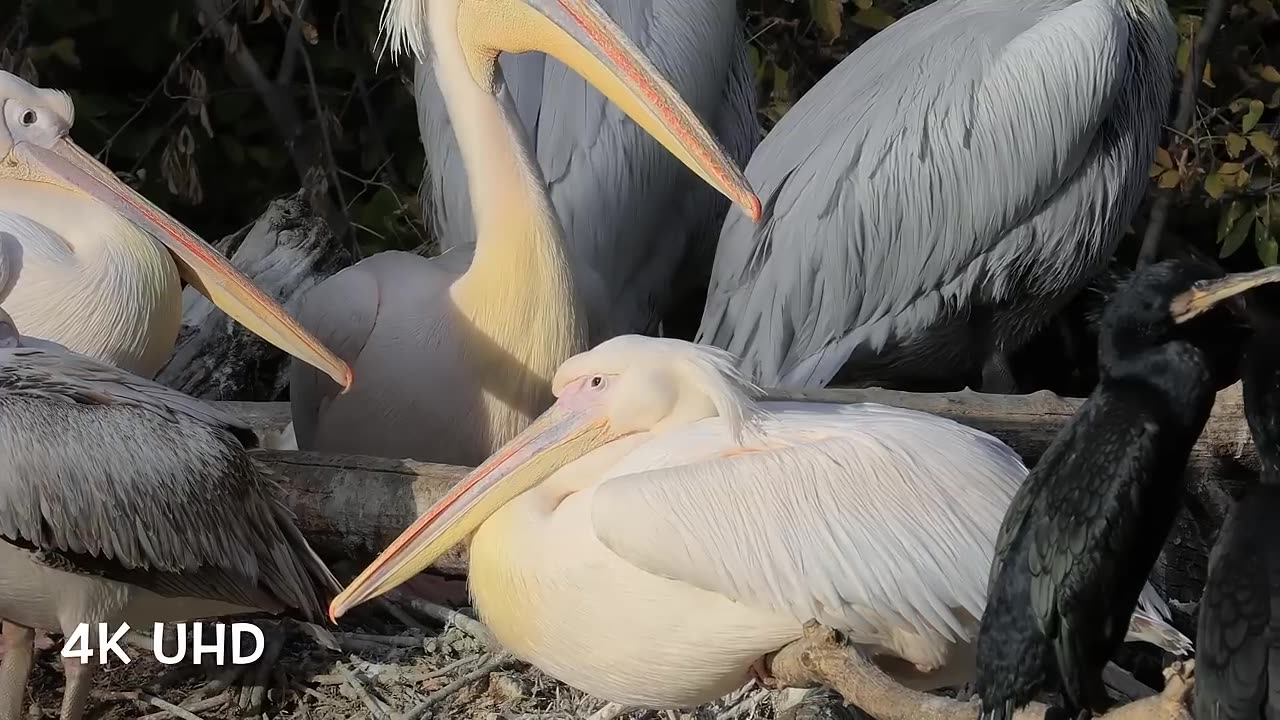 Colorful Birds in 4K Planet Earth 4K | - Beautiful Bird Sounds Nature Relaxation 4K UHD 60 FPS