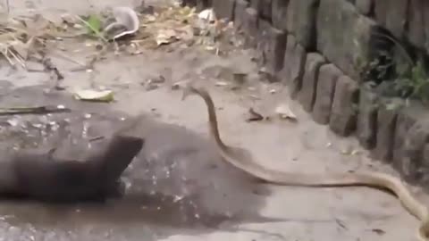 Snake 🐍 vs Mongoose